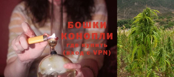 прущие грибы Новозыбков
